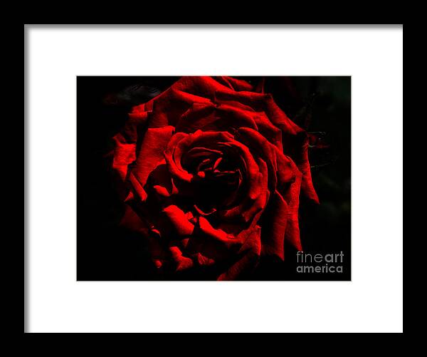 Red Rose Framed Print featuring the photograph red #2 by Milena Boeva