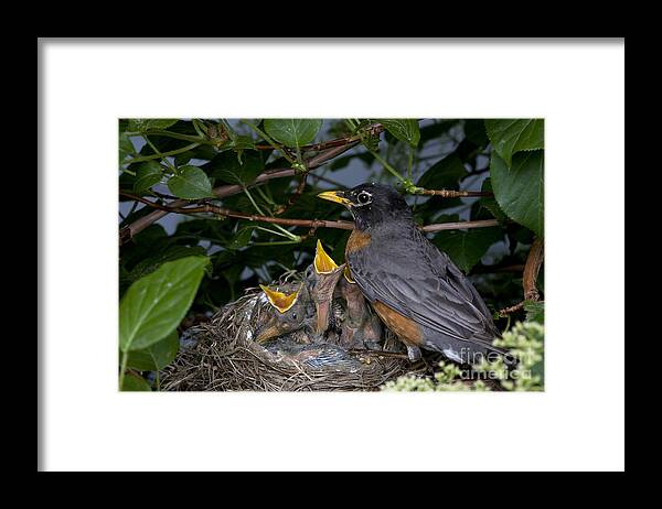 Robin Framed Print featuring the photograph Robin Feeding Its Young #2 by Ted Kinsman