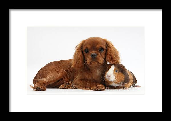 Nature Framed Print featuring the photograph Ruby Cavalier King Charles Spaniel Pup #2 by Mark Taylor