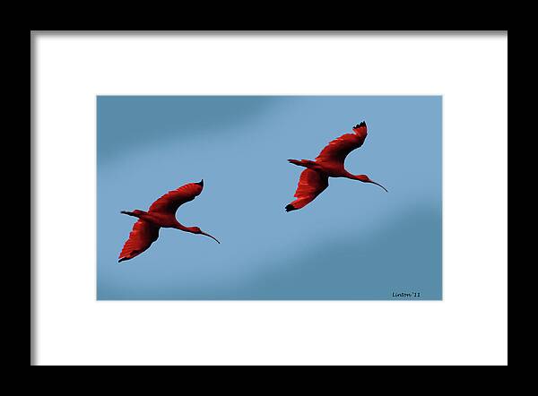 Scarlet Ibis Framed Print featuring the photograph Scarlet Ibis by Larry Linton