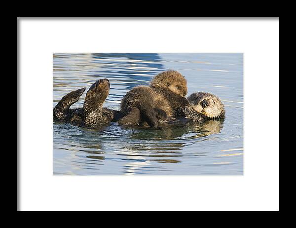 00429659 Framed Print featuring the photograph Sea Otter Mother And Pup Elkhorn Slough #2 by Sebastian Kennerknecht