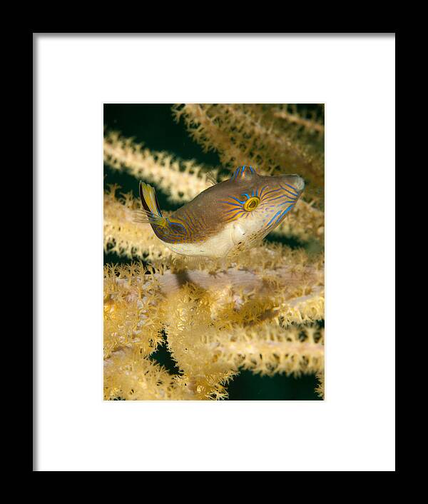 Sharp Nosed Puffer Framed Print featuring the photograph Puffer Acrobatics by Jean Noren