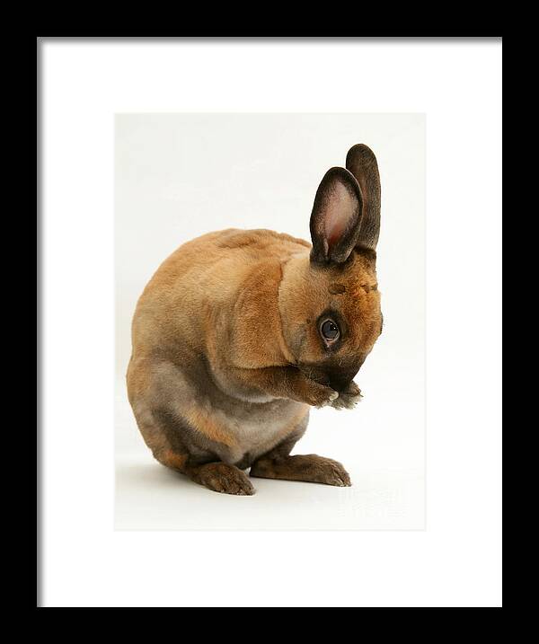 Animal Framed Print featuring the photograph Sooty-fawn Dwarf Rex Rabbit #7 by Jane Burton