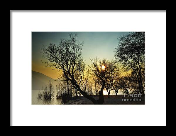 Tree Framed Print featuring the photograph Sunlight between the trees #2 by Mats Silvan