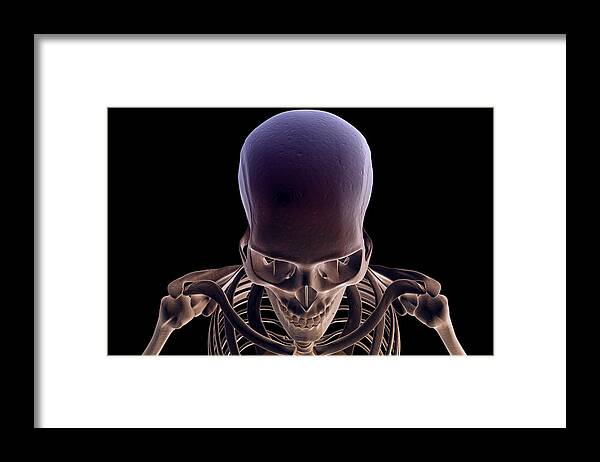 Horizontal Framed Print featuring the digital art The Bones Of The Head And Face #2 by MedicalRF.com