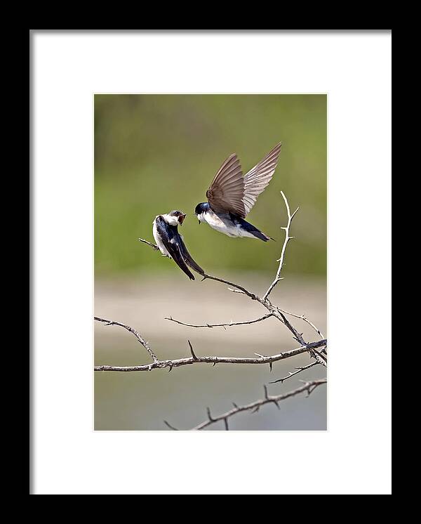 Tree Swallows Framed Print featuring the photograph Tree Swallows #2 by Terry Dadswell