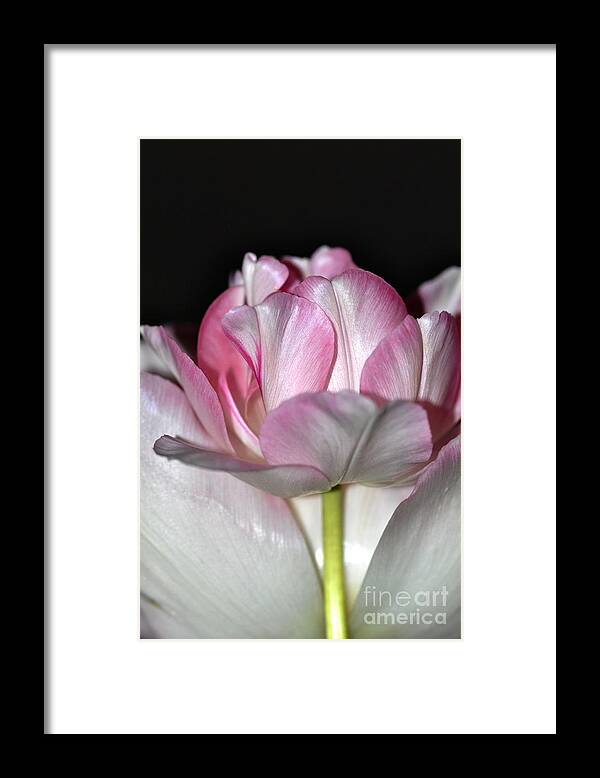 Fleur Framed Print featuring the photograph Tulipe #2 by Sylvie Leandre