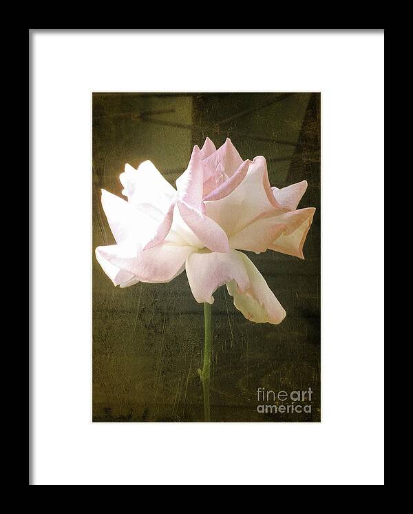 Roses Framed Print featuring the photograph Untitled #2 by Daniele Smith