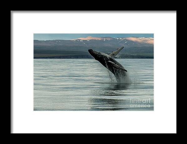 Whales Framed Print featuring the photograph Whale Jumping #2 by Jorgen Norgaard