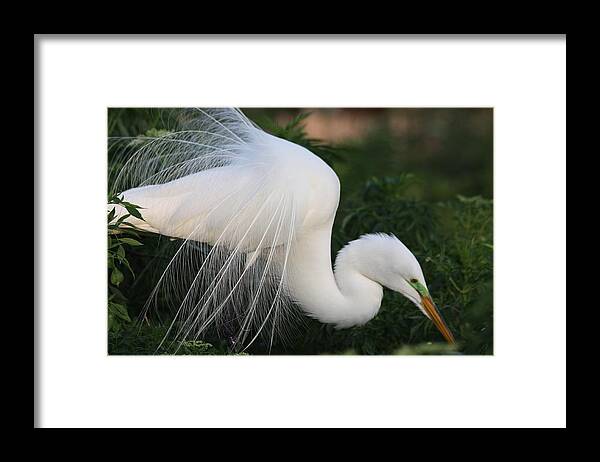 White Egret Framed Print featuring the photograph White Egret #2 by Jeanne Andrews