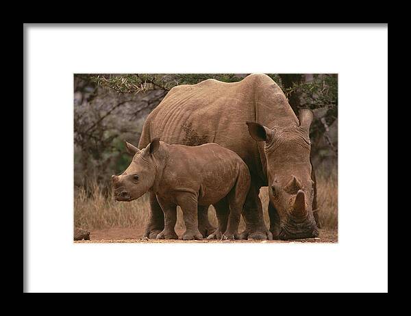 Mp Framed Print featuring the photograph White Rhinoceros Ceratotherium Simum #2 by Gerry Ellis