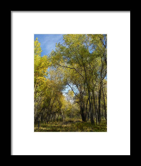 Trees Framed Print featuring the photograph 2155 by Peter Holme III