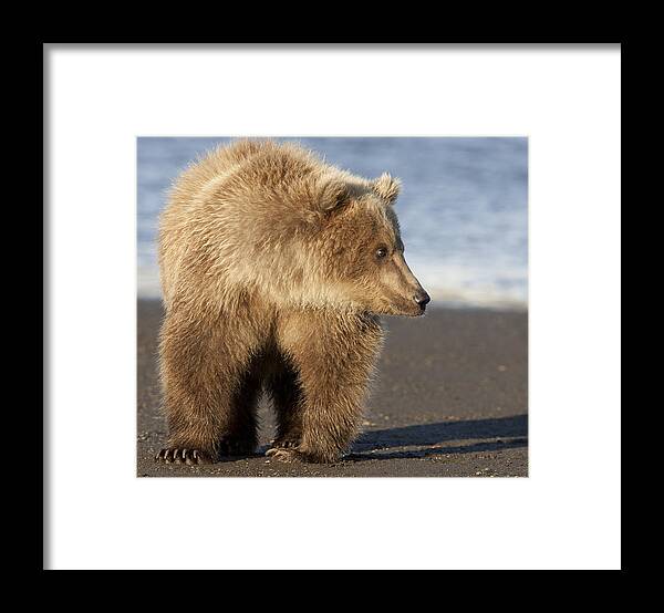 Mp Framed Print featuring the photograph Grizzly Bear Ursus Arctos Horribilis #22 by Matthias Breiter