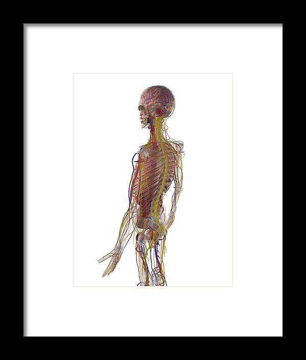 Vertical Framed Print featuring the digital art Male Anatomy, Artwork #22 by Sciepro