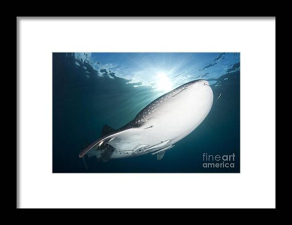 Symbiotic Relationship Framed Print featuring the photograph Whale Shark Feeding Under Fishing #22 by Steve Jones