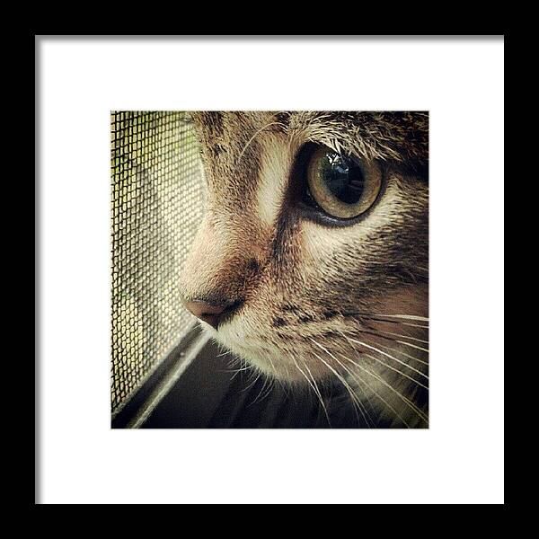Petstagram Framed Print featuring the photograph Instagram Photo #221353806094 by Bob Ralston