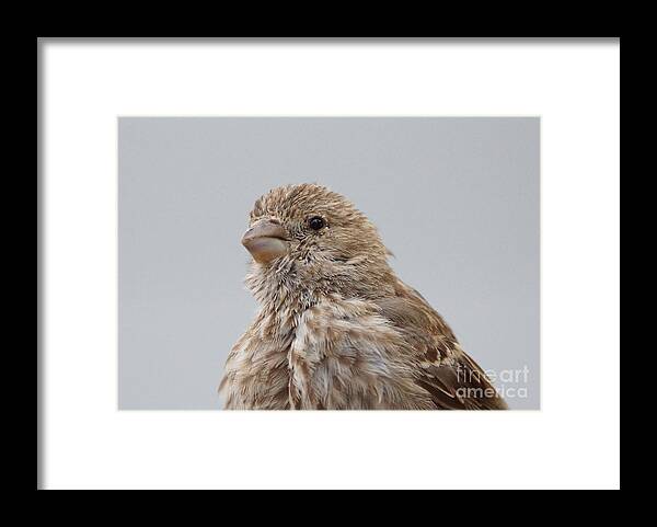 Birds Framed Print featuring the photograph House Finch #23 by Lori Tordsen