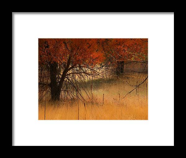 Trees Framed Print featuring the photograph 2306 by Peter Holme III