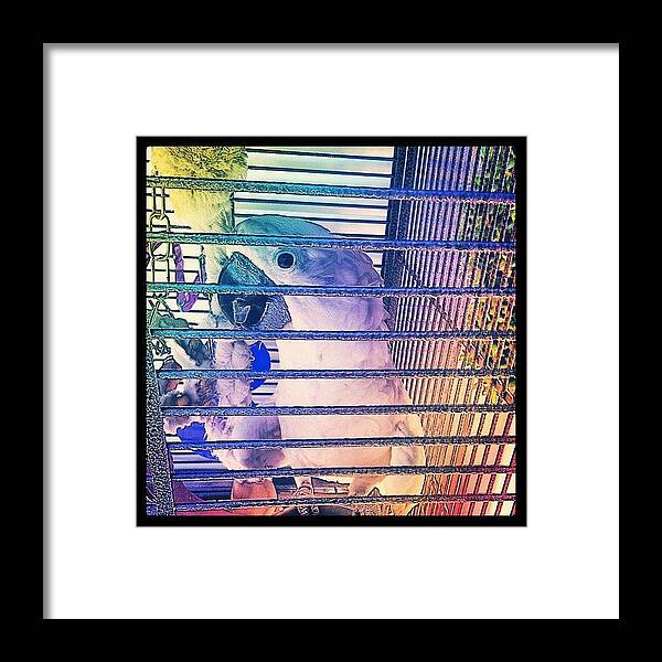 Sketch Framed Print featuring the photograph Instagram Photo #251345459552 by Avi Mazuz