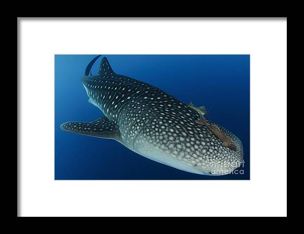 Symbiotic Relationship Framed Print featuring the photograph Whale Shark Feeding Under Fishing #27 by Steve Jones