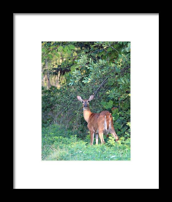 Nature Framed Print featuring the photograph White-tailed Deer #28 by Jack R Brock