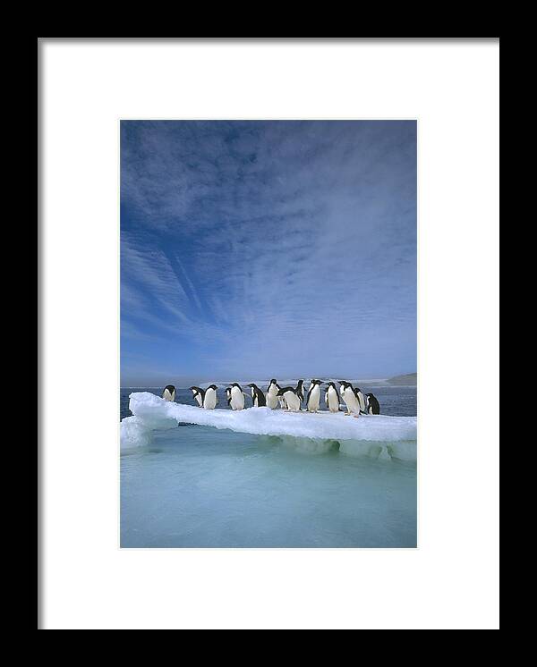 Mp Framed Print featuring the photograph Adelie Penguin Pygoscelis Adeliae Group #3 by Tui De Roy