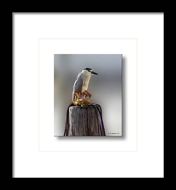 2d Framed Print featuring the photograph Black Crowned Night Heron #3 by Brian Wallace