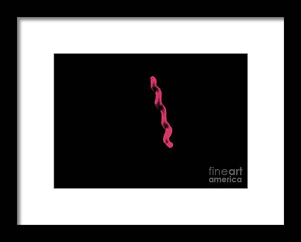 All Use Framed Print featuring the photograph Campylobacter Jejuni #3 by Science Source
