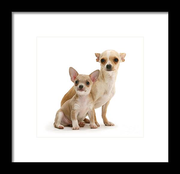 Animals Framed Print featuring the photograph Chihuahua And Puppy #3 by Jane Burton