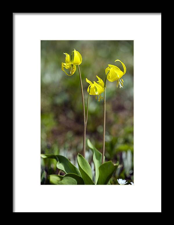 Yellow Glacier Lily Framed Print featuring the photograph Erythronium Grandiflorum #3 by Bob Gibbons