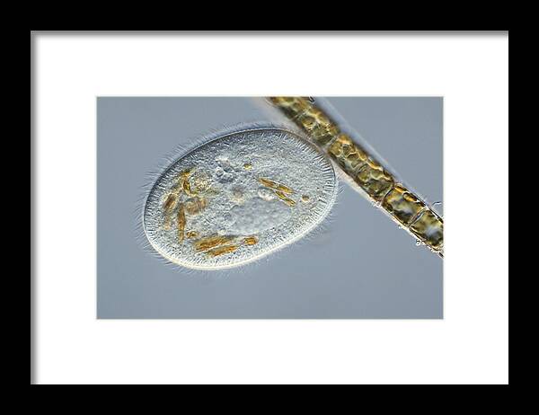 Animal Framed Print featuring the photograph Frontonia Protozoan, Light Micrograph #3 by Frank Fox