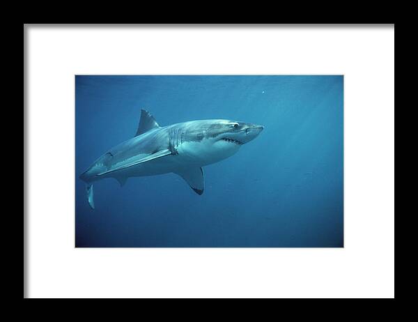Mp Framed Print featuring the photograph Great White Shark Carcharodon by Mike Parry