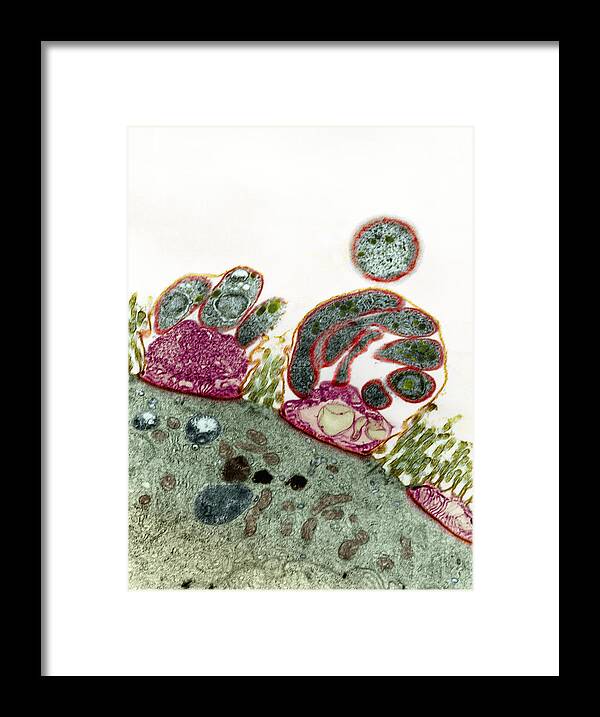 Medicine Framed Print featuring the photograph Intestinal Protozoan Parasites, Tem #3 by London School Of Hygiene & Tropical Medicine