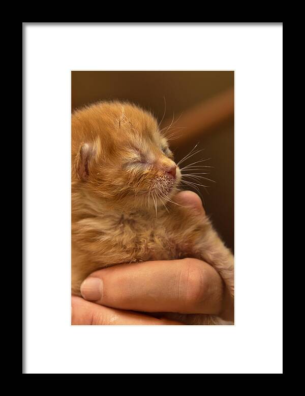 Animal Framed Print featuring the photograph Kitty #3 by Michael Goyberg