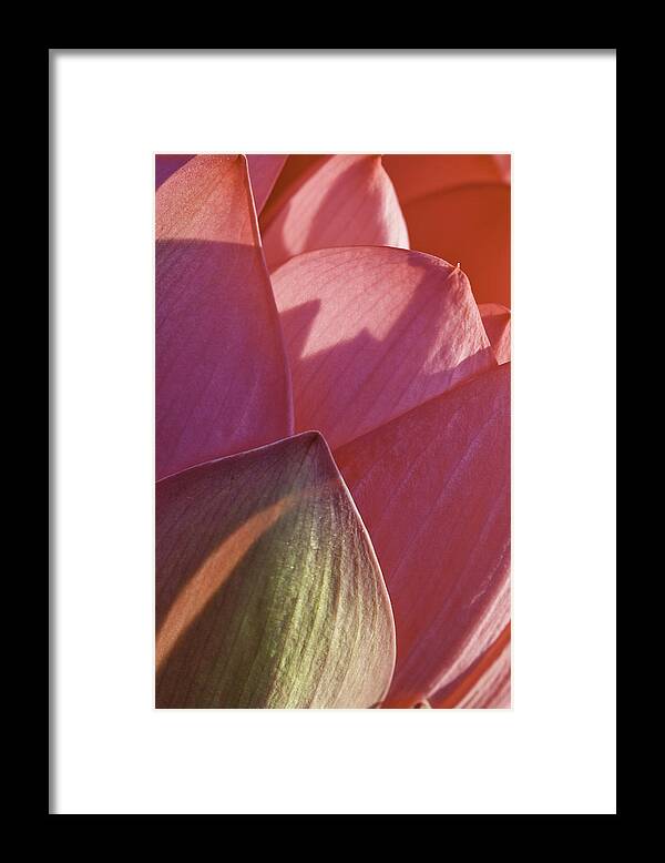 Brilliant Pink Lotus Flower Framed Print featuring the photograph Nelumbo 'Mrs. Perry Slocum' #4 by Perla Copernik