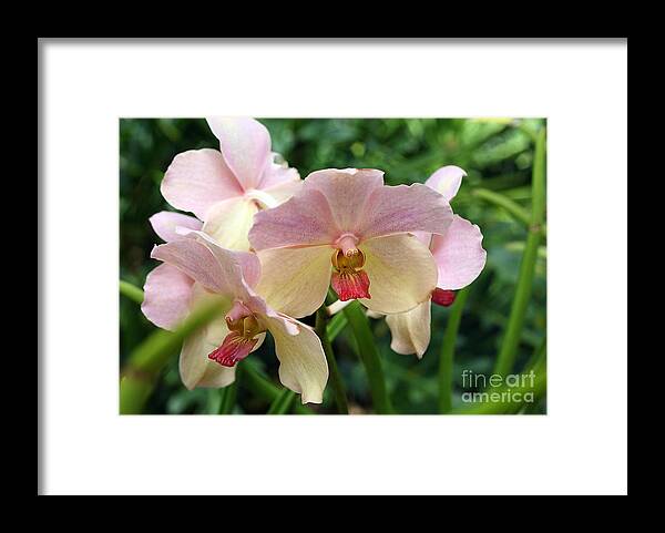 Orchid Framed Print featuring the photograph Orchid #3 by Milena Boeva