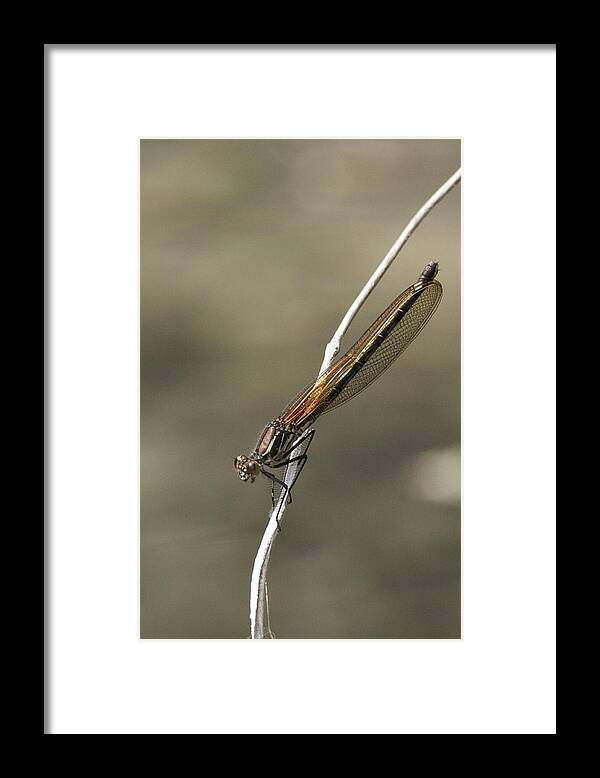 Red Bluet Framed Print featuring the photograph Red Bluet #3 by Betty Depee