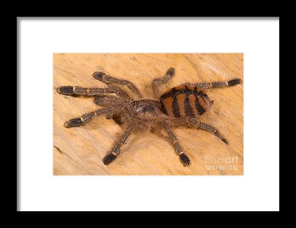 Tarantula Framed Print featuring the photograph Red Stripe Pink Toe Tarantula #3 by Dante Fenolio
