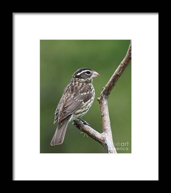 Nature Framed Print featuring the photograph Rose-breasted Grosbeak #3 by Jack R Brock