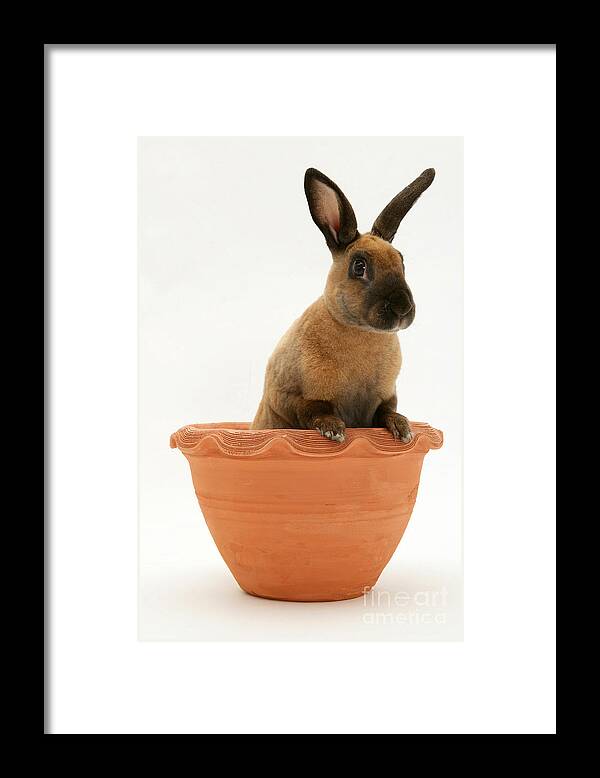Animal Framed Print featuring the photograph Sooty-fawn Dwarf Rex Rabbit #3 by Jane Burton