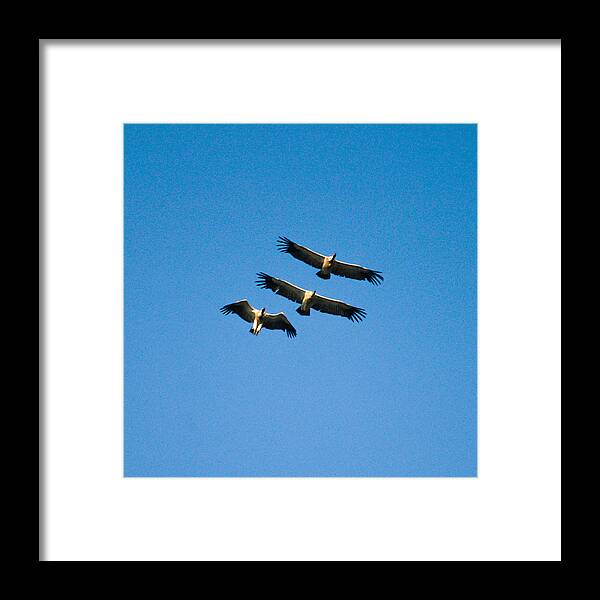 Action Framed Print featuring the photograph 3 Together by Alistair Lyne