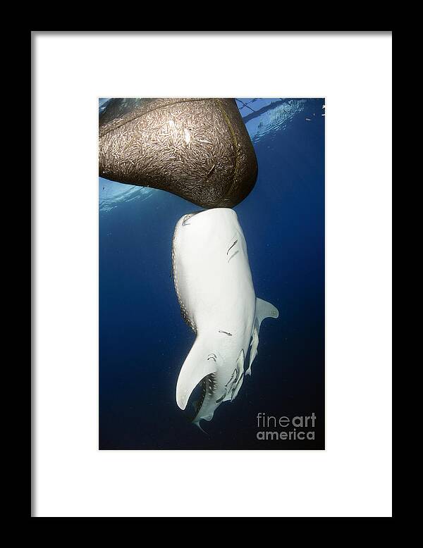 Swallowing Framed Print featuring the photograph Whale Shark Feeding Under Fishing #3 by Steve Jones