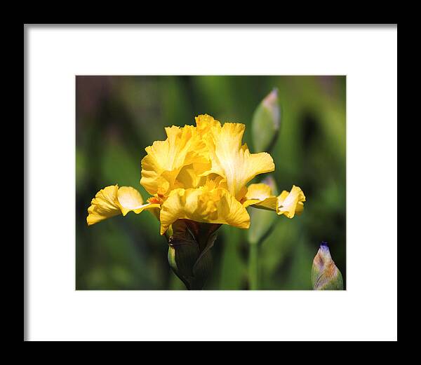 Beautiful Iris Framed Print featuring the photograph Yellow and White Iris by Jai Johnson