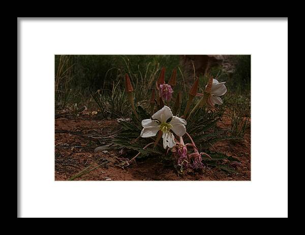 Flowers Framed Print featuring the photograph Zion National Park #3 by Benjamin Dahl