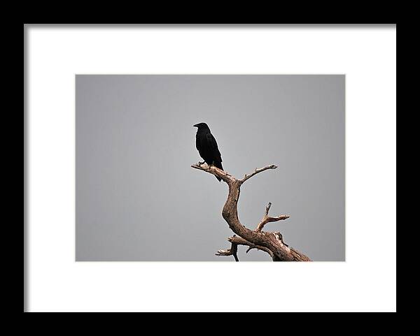 Black Crow Framed Print featuring the photograph 30- Black Crow by Joseph Keane