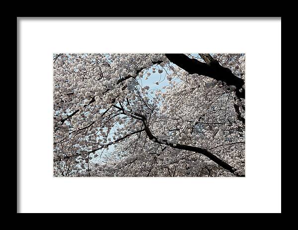 Cherry Trees Framed Print featuring the photograph Cherry Trees #4 by Robert Ullmann