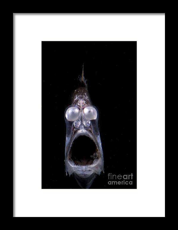 Mesopelagic Framed Print featuring the photograph Deep Sea Hatchetfish #5 by Dante Fenolio