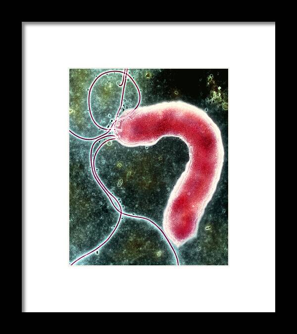 Helicobacter Pylori Framed Print featuring the photograph Helicobacter Pylori Bacterium #4 by Nibsc