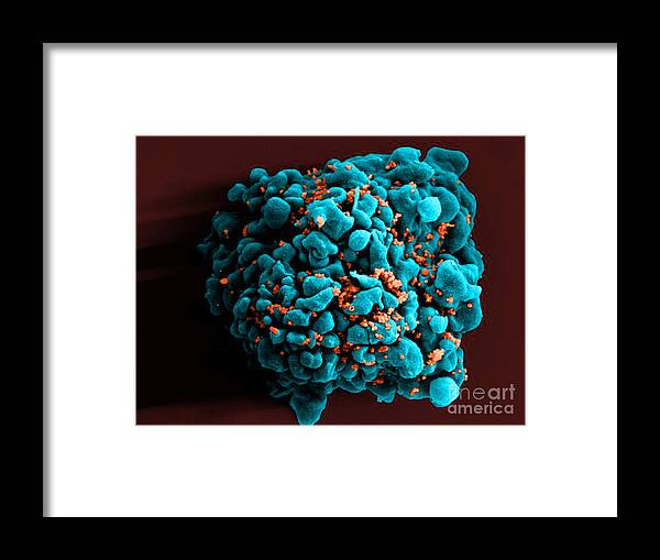 Microbiology Framed Print featuring the photograph Hiv-infected H9 T Cell, Sem #4 by Science Source