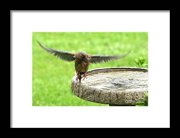 Nature Framed Print featuring the photograph Mourning Dove #4 by Jack R Brock